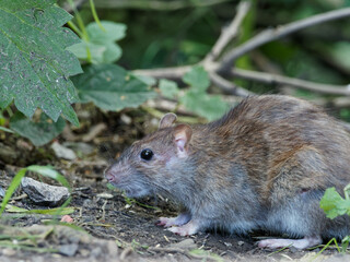 A wild brown rat (Rattus norvegicus) scavenging for spilled bird seed at Daisy Nook Country Park, Oldham surrounded by green leaves 