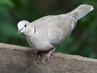 A collared dove (Streptopelia decaocto) sat on a fence at Daisy Nook country Park, Oldham surrounded by green leaves