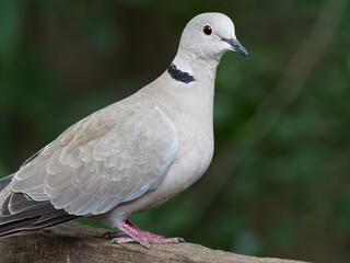 A collared dove (Streptopelia decaocto) sat on a fence at Daisy Nook country Park, Oldham surrounded by green leaves