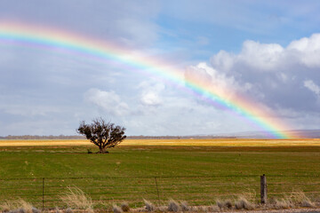 A rainbow shining over a single tree in the country of South Australia on 20th June 2020