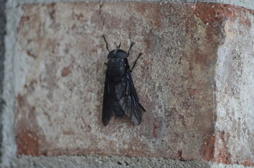 Black Horse Fly