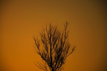 Dead tree branches, Dry Tree and Dry branch, Sunset in the Evening