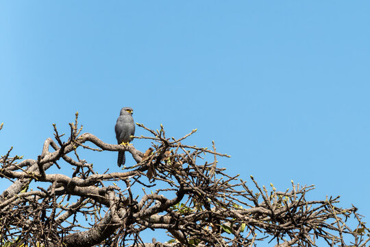 Grey Kestrel, falco ardosiaceus, perched in a tree in the Masai Mara against a clear blue sky background