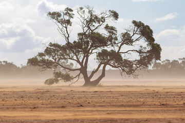A single large tree  in a farm paddock with a passing dust storm in country south australia on 20th...