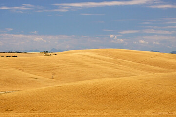 Fototapeta na wymiar minimal landscape and hills in tuscany - italy