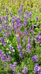 Lavendel mit Schmetterling