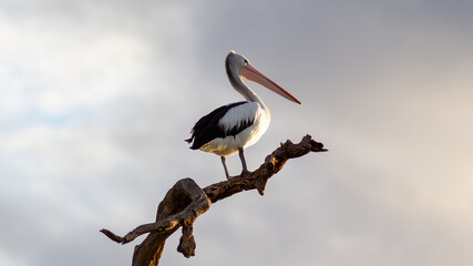 A pelican sitting on a branch in Lake Bonney Barmera in the Riverland South Australia on the 20th June 2020