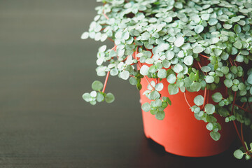 Pilea Glauca, plant, home, decor. Home plant Pilea Glauca on a dark background. Beautiful plant for...