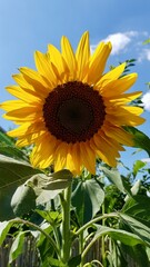 Große Sonnenblume