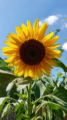 Große Sonnenblume