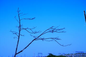 Dead tree branches, Dry Tree and Dry branch, Sunset in the Evening