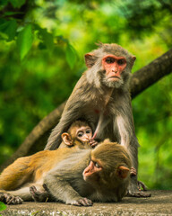 monkey family waiting for food at roadside