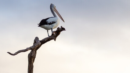 A pelican sitting on a branch in Lake Bonney Barmera in the Riverland South Australia on the 20th June 2020