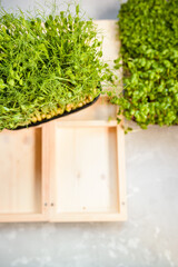 Fresh juicy green microgreens grow in trays.