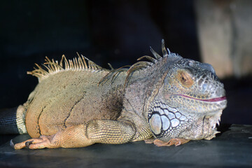 Iguana on a tree