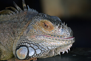 Fototapeta premium Close up of iguana