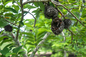 rotten fruit. custard apple  in the garden 