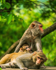 monkey family waiting for food at roadside