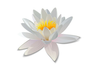 Lotus that has been picked from the swamp