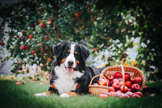 Bernese mountain dog posing with apples in green garden. Full basket of apples with dog.