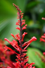 red flower of a plant