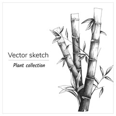 nk drawn bamboo on a white background. Black and white vector sketch. Botanical illustration.