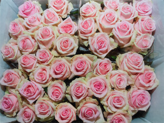 Rosa Rosen