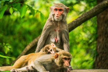 monkey family waiting for food at roadside