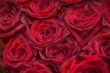 rote Rosen