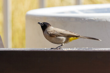 White-spectacled bulbul with bread crumbs
