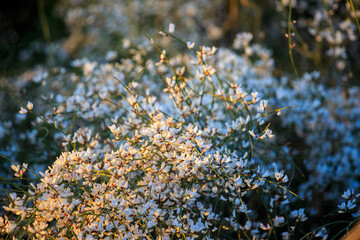 Many small white flowers