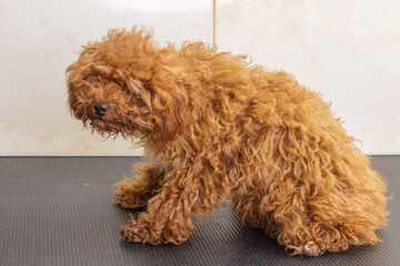 That poodle waits for a haircut