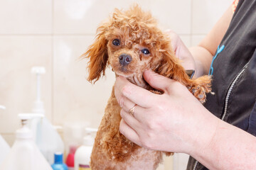 Chocolate toy poodle final haircut