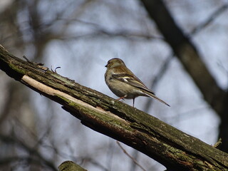 A Sparrow is sitting on a tree branch
