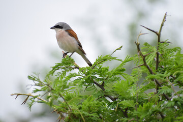 Bird in Kruger National Park, South Africa.