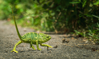 go fast dude always walking slow slower