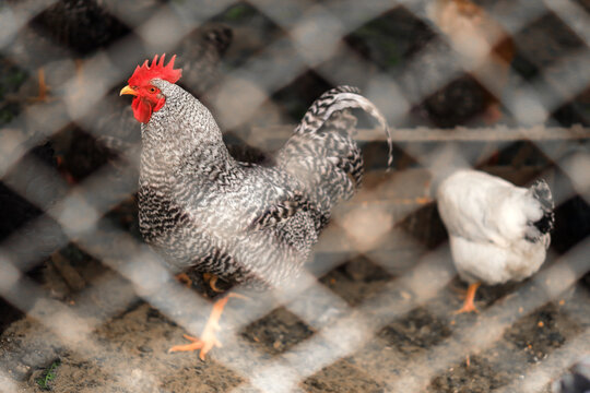 A beautiful grey rooster with a red crest behind a net of a clean chicken coop stands sideways and looks at the camera. High quality photo