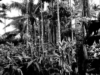 black and white reeds in the wind