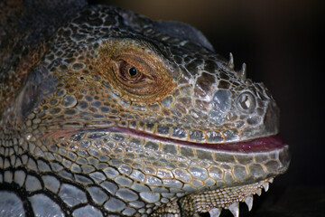 Portrait of a iguana