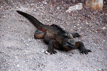 Riesenechsen Waran Varanus auf den Galapagos Inseln