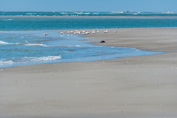 Beach, Birds, People, Shoes
