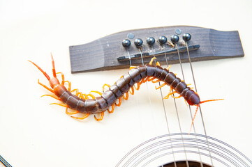 Centipede is a poisonous animal with many legs that can bite and release poison to enemies.