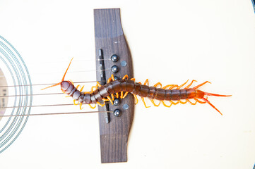 Centipede is a poisonous animal with many legs that can bite and release poison to enemies.