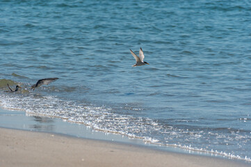 Terns Fishing at the Shore