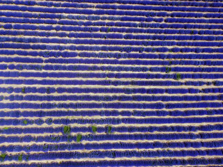 Lavender field landscape drone shot with magenta colors. Aerial top day view of blooming Lavandula flowers with violet bushes at an agricultural terrain in Chalkidiki, Greece.