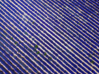 Lavender field landscape drone shot with magenta colors. Aerial top day view of blooming Lavandula flowers with violet bushes at an agricultural terrain in Chalkidiki, Greece.