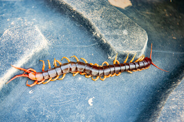 Centipede is a poisonous animal with many legs that can bite and release poison to enemies.