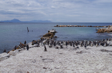 Brillenpinguine am Boulders Beach in Simon’s Town Südafrika