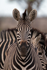 Fototapeta na wymiar Straight on portrait of a zebra.