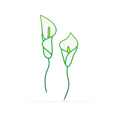 Doodle calla lilies icon isolated on white. Sketch flower. Hand drawing line art. Outline vector stock illustration